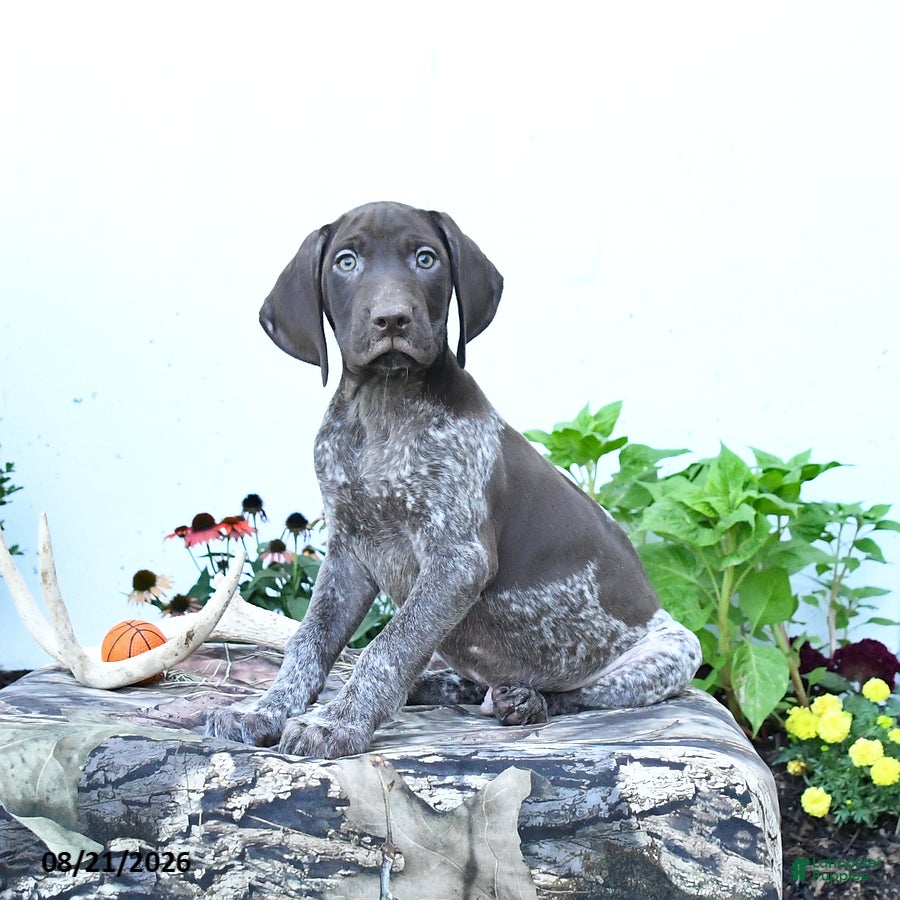 German Shorthaired Pointer dogs Moose - Ad 1
