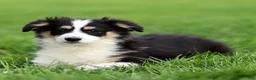 Miniature Australian Shepherd dogs for sale: Judy - Ad 3