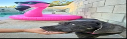 Cane Corso dogs for sale: APHRODITE - Ad 3