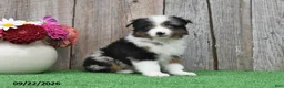 Miniature Australian Shepherd dogs for sale: Diamond - Ad 2
