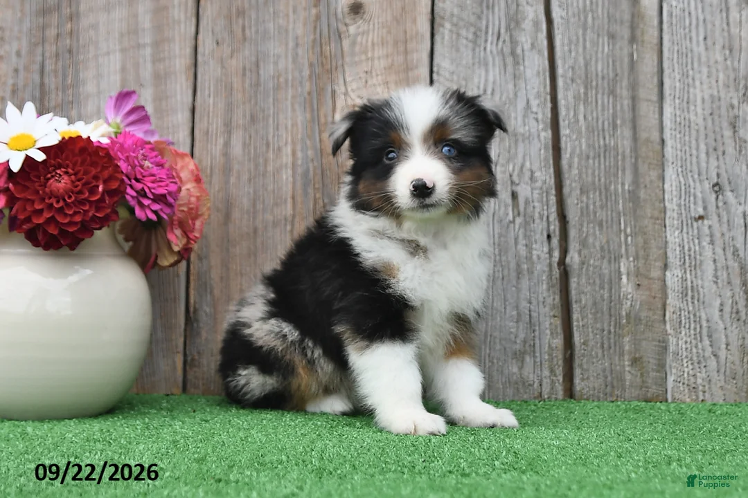 Miniature Australian Shepherd dogs for sale: Diamond - Ad 2