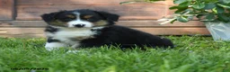 Australian Shepherd dogs for sale: Caroline - Ad 3