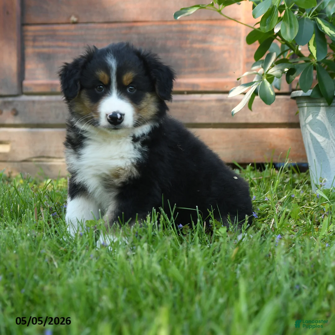 Australian Shepherd dogs for sale: Caroline - Ad 3