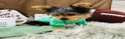 Yorkshire Terrier dogs for sale: Snickers - Ad 6