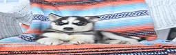 Siberian Husky dogs for sale: Shadow - Ad 3