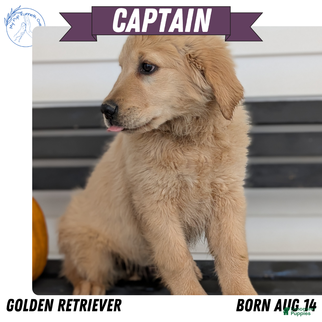 Golden Retriever dogs for sale: Captain  - Ad 1