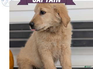 Golden Retriever dogs Captain - Ad 1