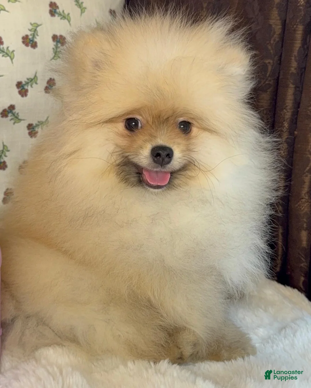 Pomeranian dogs for sale: Pomeranian Puppy Teddy - Ad 7