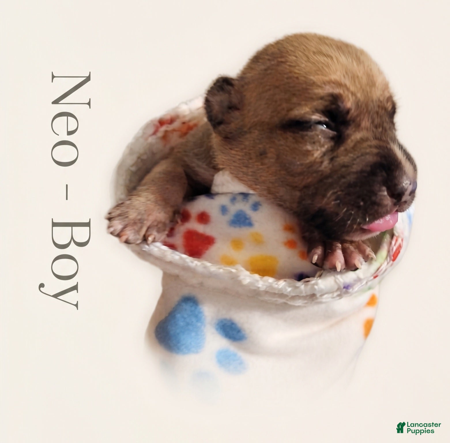 American Bully dogs Neo - Ad 16