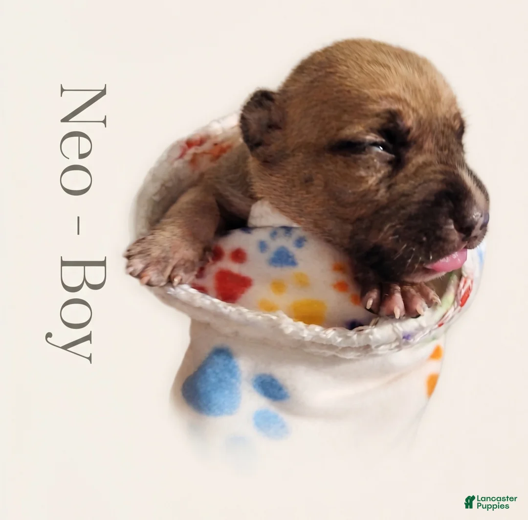American Bully dogs for sale: Neo - Ad 1