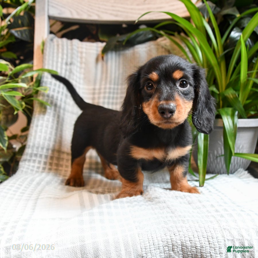 Miniature Dachshund dogs Cocoa - Ad 2