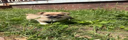 Mixed Breed dogs for sale: Boots - Ad 9
