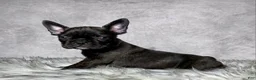 Frenchton dogs for sale: Miss Luna - Ad 4
