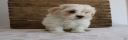 Maltipoo dogs for sale: Kooper - Ad 4