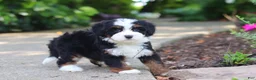 Mini Bernedoodle dogs for sale: Juniper - Ad 9
