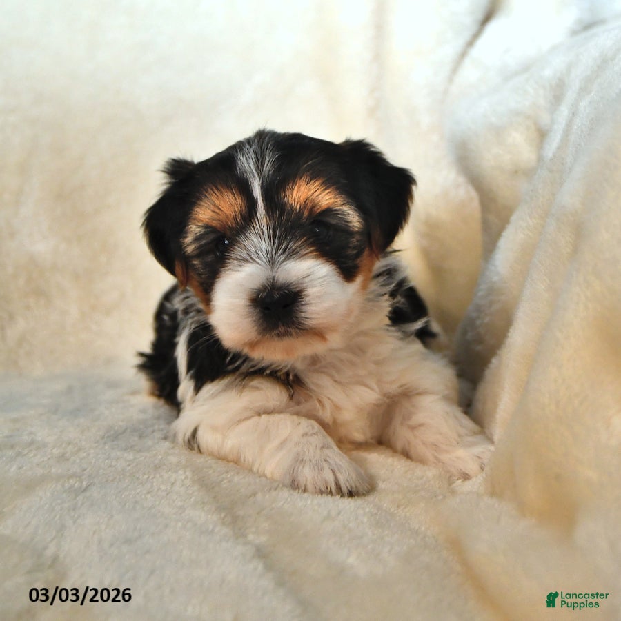 Biewer Terrier dogs Becky - Ad 1