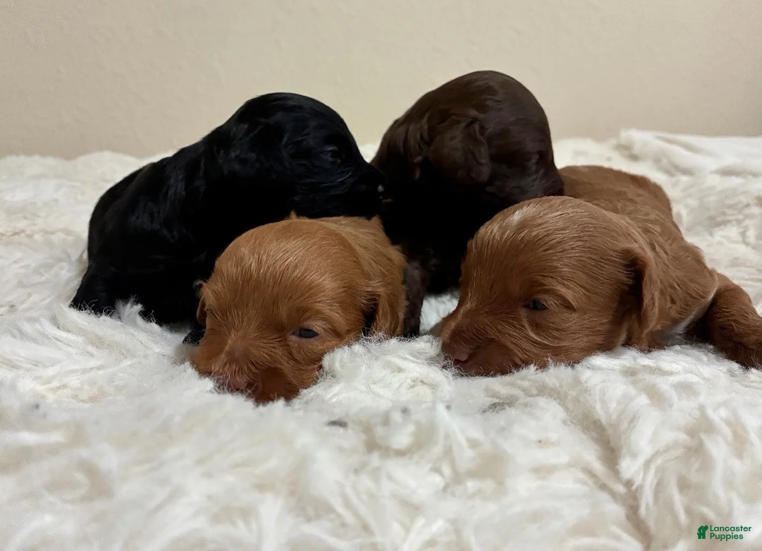 Mixed Breed dogs for sale: Gemma - Ad 5