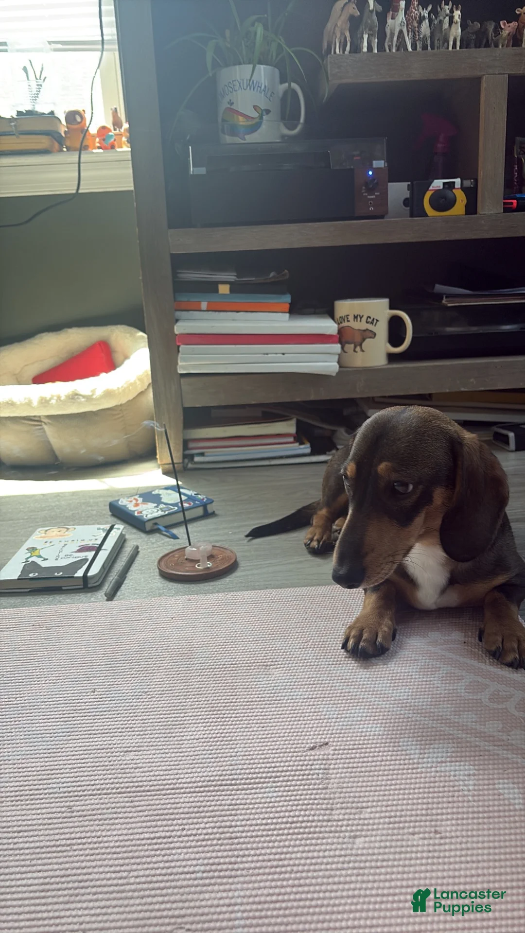Miniature Dachshund dogs for stud: Oaties  - Ad 3