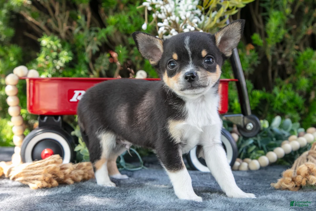 Chihuahua dogs for sale: Peanut - Ad 1