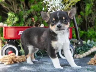 Chihuahua dogs for sale: Peanut - Ad 3