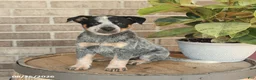 Australian Cattle Dog dogs for sale: Molly - Ad 3