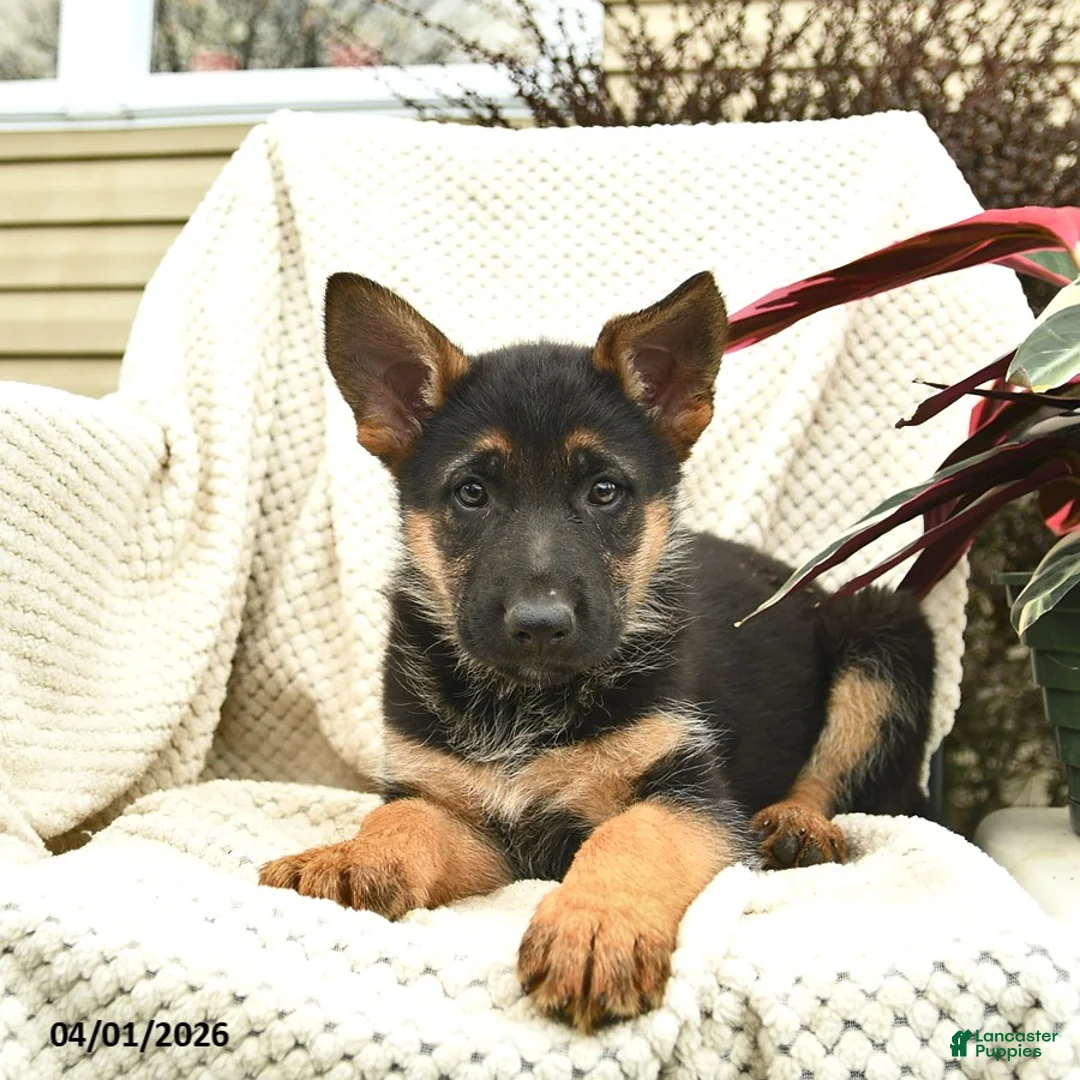 German Shepherd dogs for sale: Hazel  - Ad 3