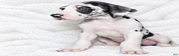 Great Dane dogs for sale: Makani - Ad 4