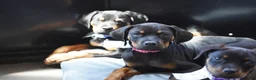 Rottweiler dogs for sale: Amiri - Ad 4