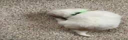 Great Pyrenees dogs for sale: Great Pyrenees Male Puppy - Green  - Ad 4