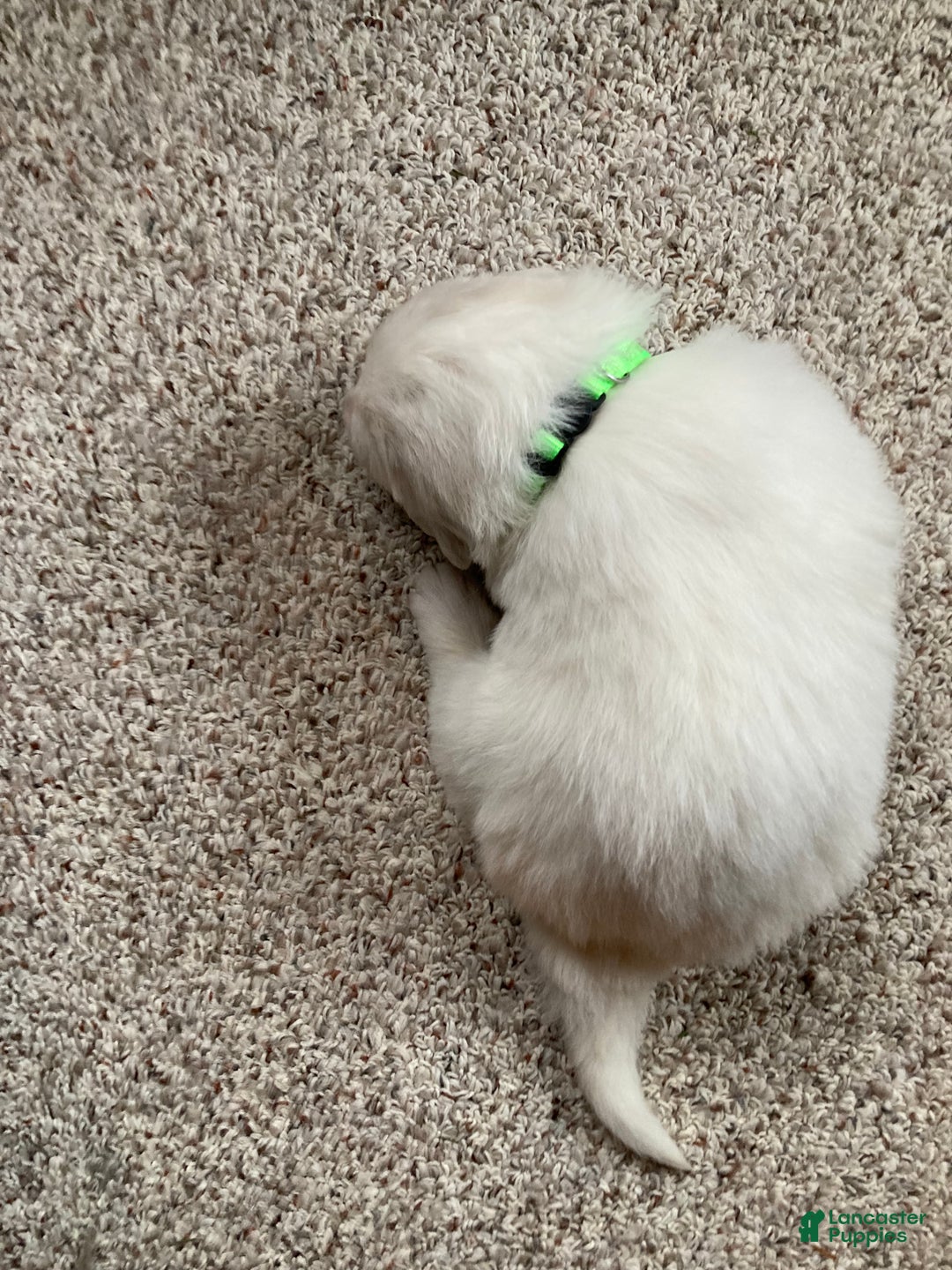 Great Pyrenees dogs for sale: Great Pyrenees Male Puppy - Green  - Ad 4