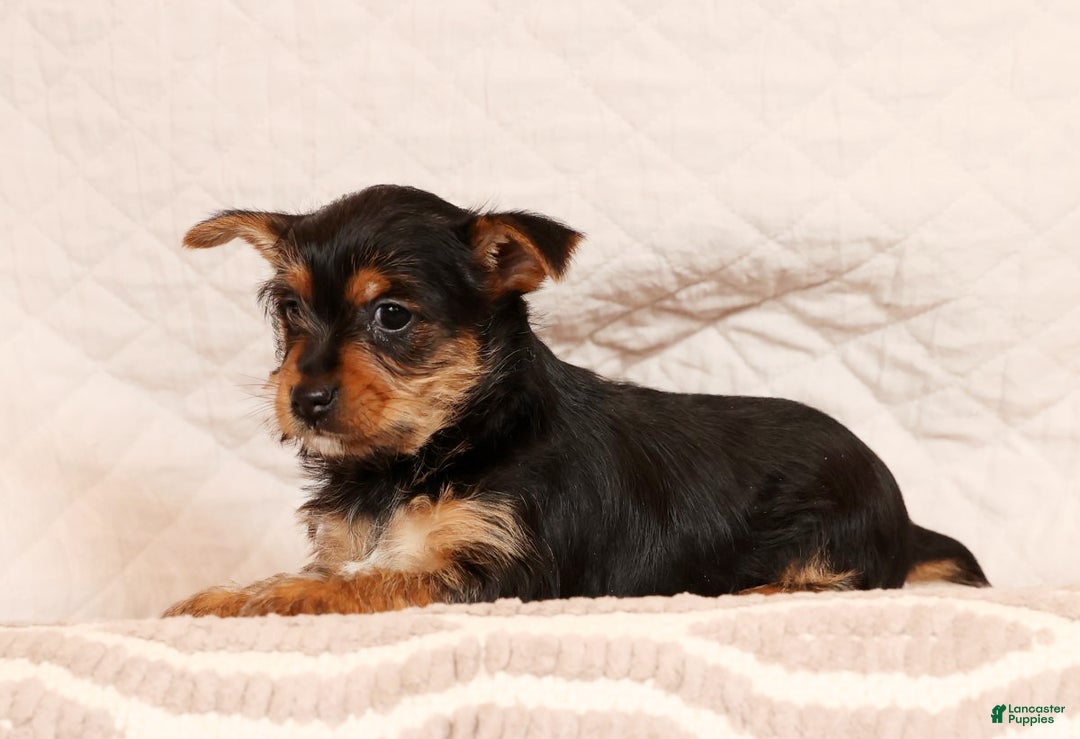 Yorkshire Terrier dogs for sale: Ginger - Ad 1