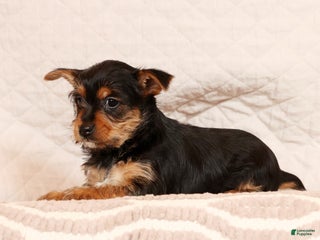 Yorkshire Terrier dogs Ginger - Ad 5