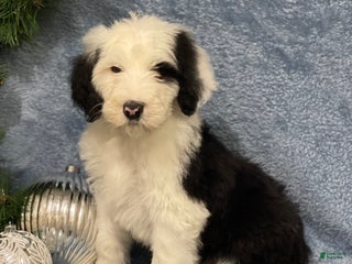 Sheepadoodle dogs Kyrie - Ad 15