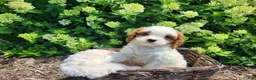 Cavapoo dogs for sale: Panda - Ad 7