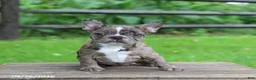 Frenchton dogs for sale: Katie - Ad 3