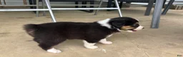 Miniature Australian Shepherd dogs for sale: #6 Black Tri Male - Ad 5