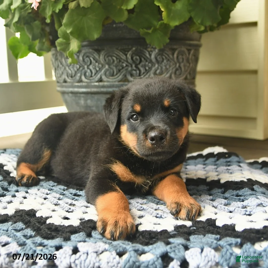 Rottweiler dogs for sale: Mango  - Ad 3