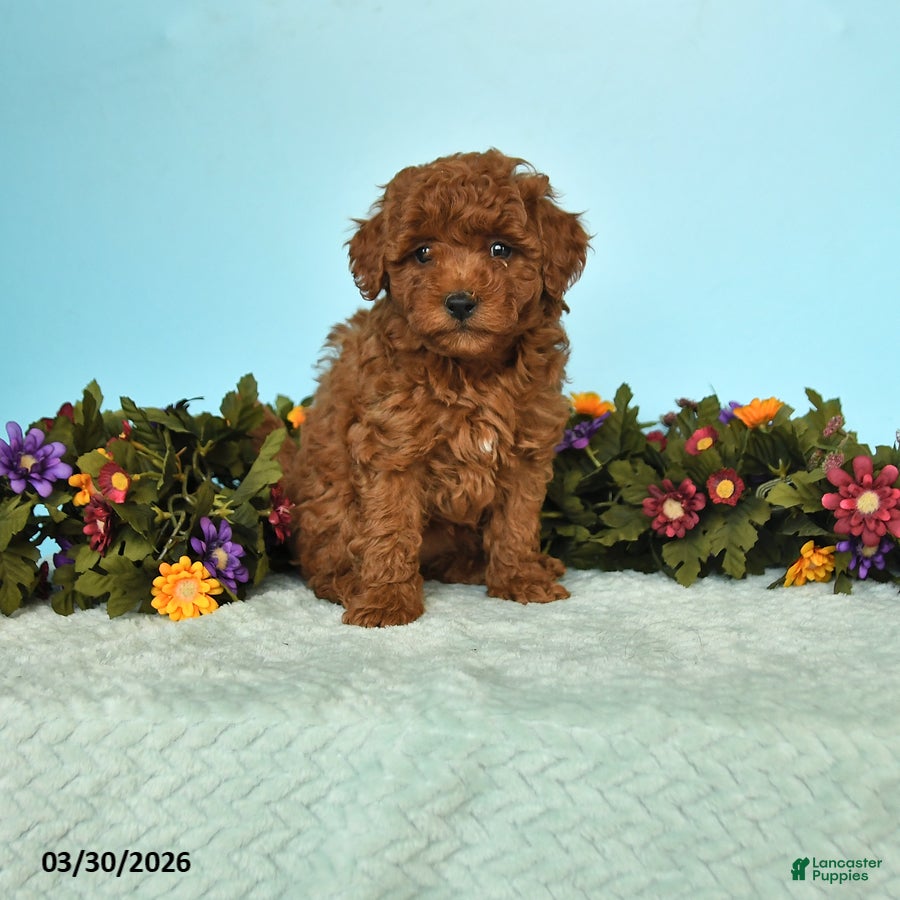Miniature Poodle dogs Beth  - Ad 2