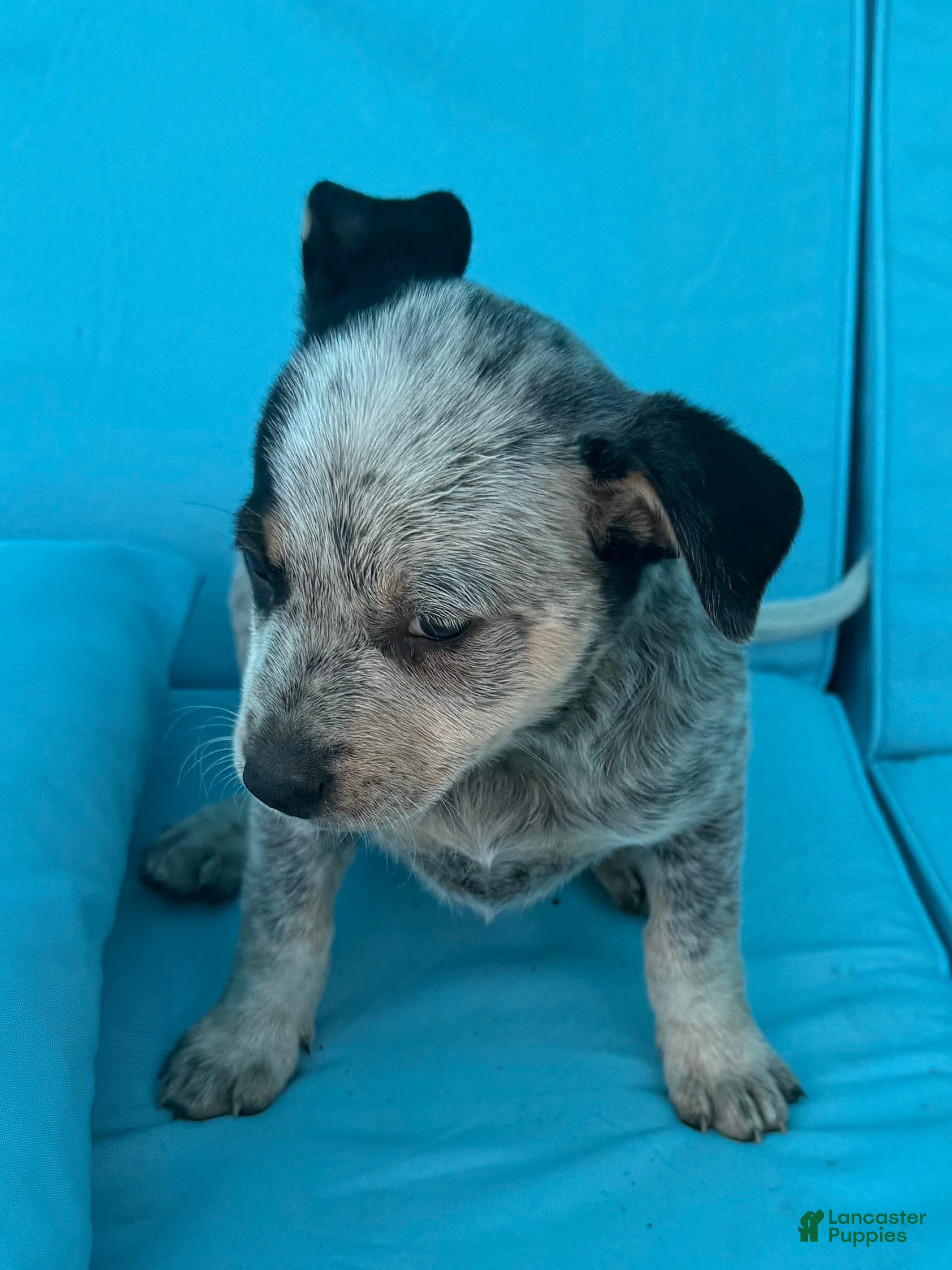 Mixed Breed dogs Flora - Ad 2