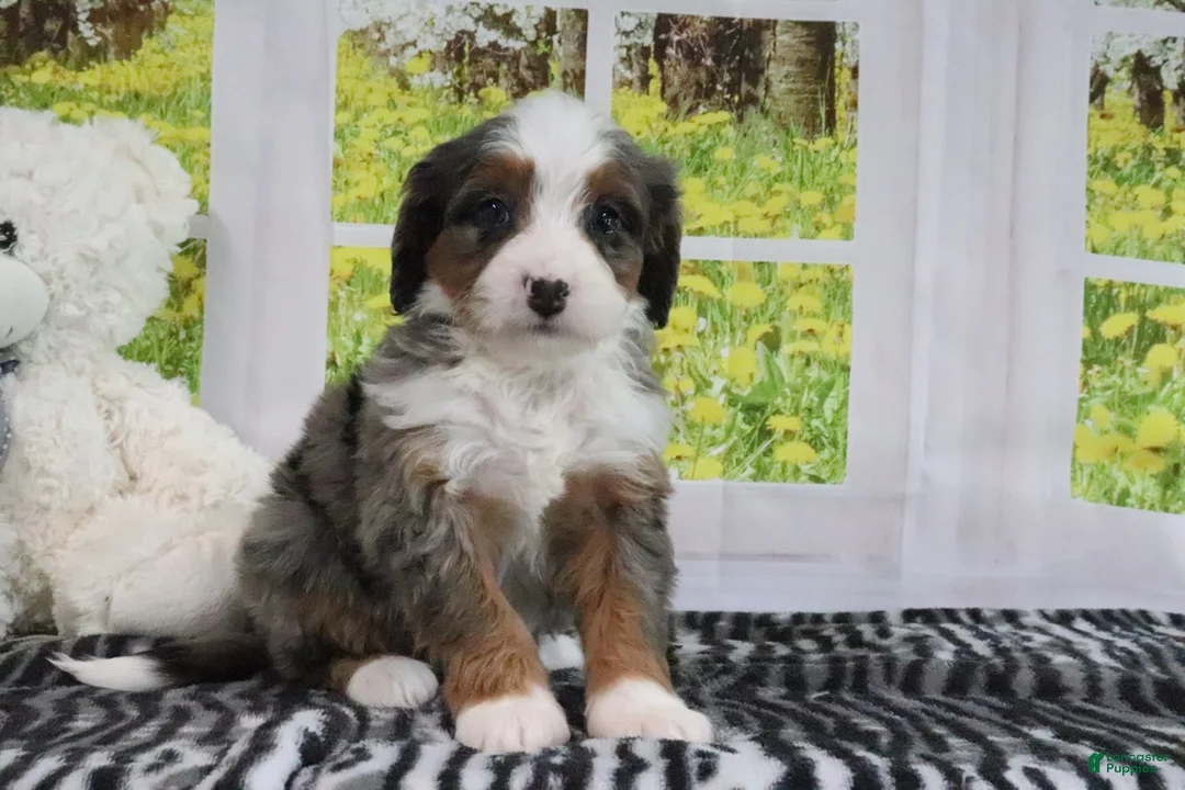 Mini Bernedoodle dogs for sale: Rachael - Ad 4