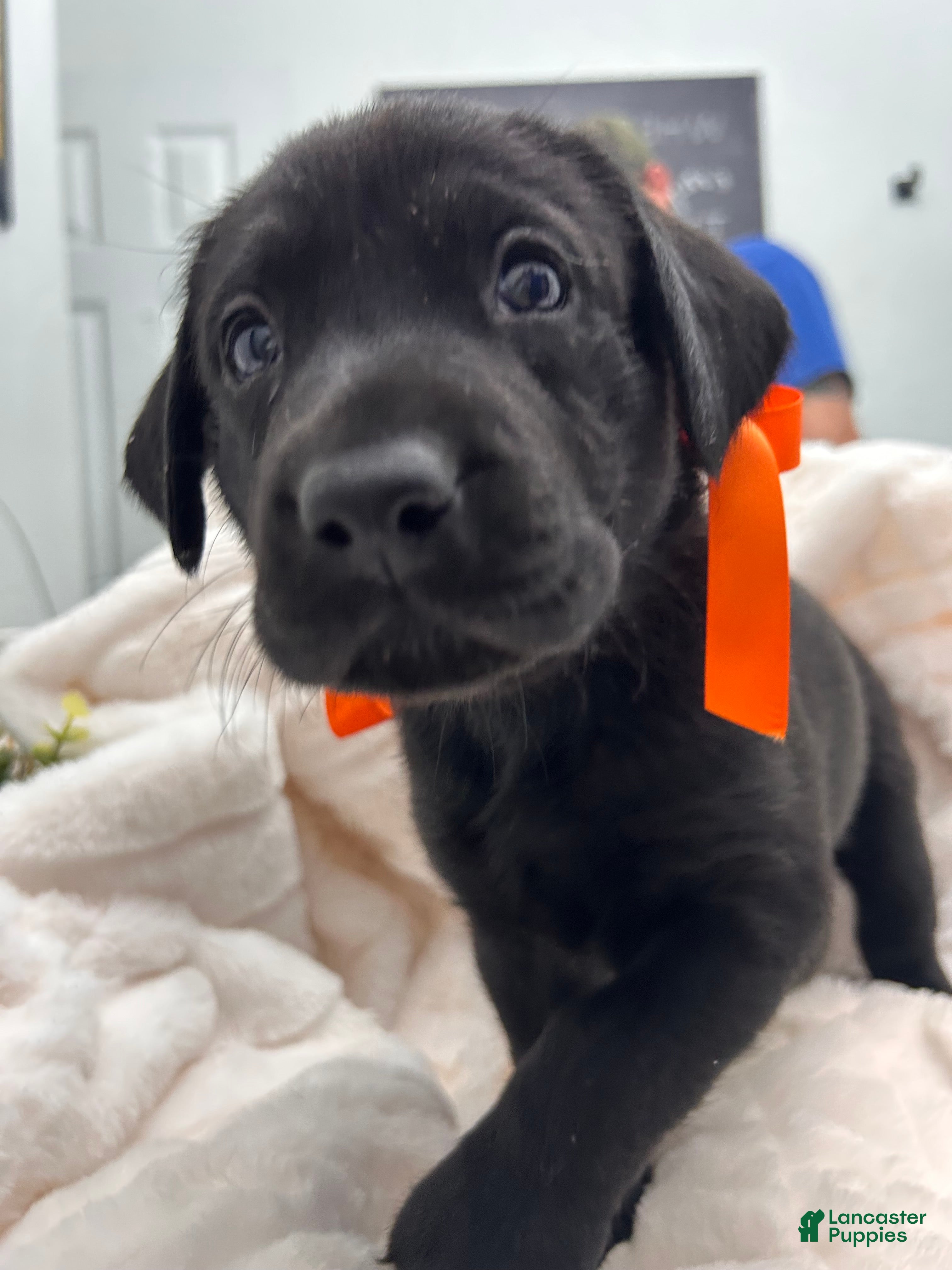 Labrador Retriever dogs Labrador Retriever 2 - Ad 1