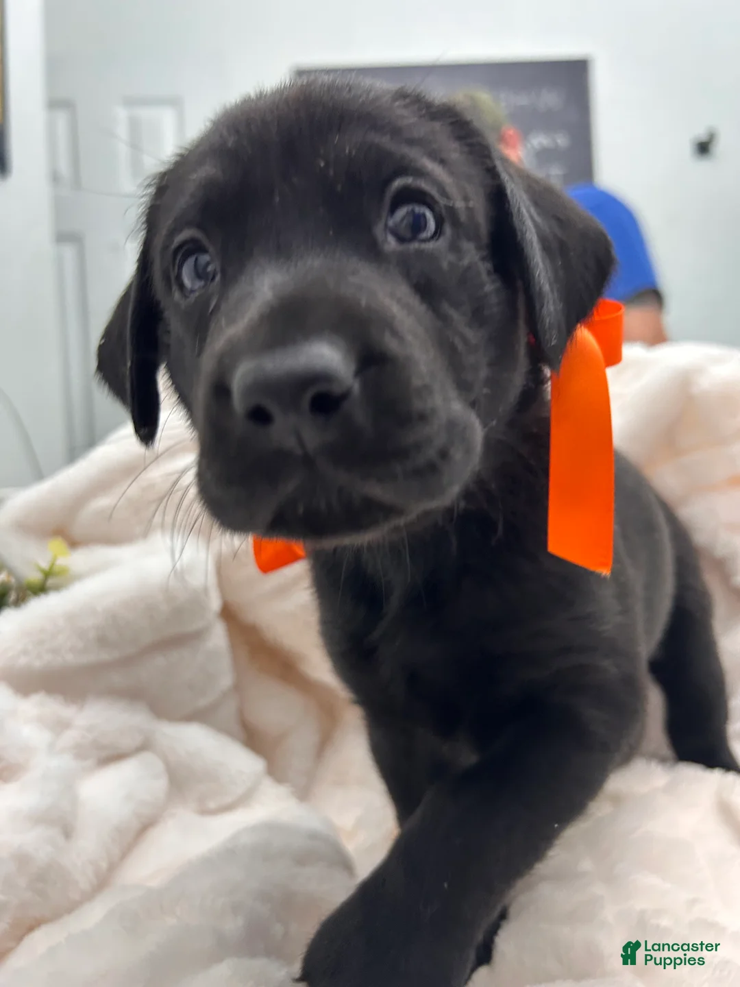 Labrador Retriever dogs for sale: Labrador Retriever 2 - Ad 1