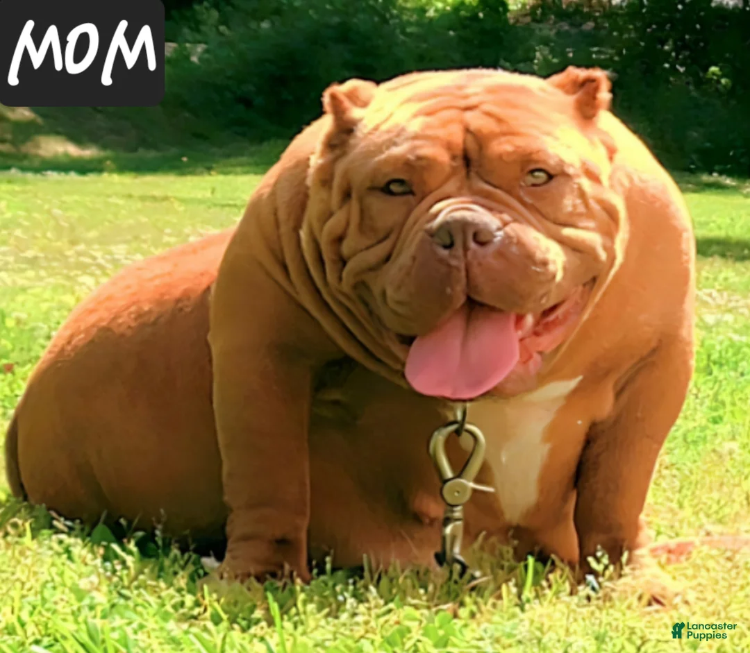 American Bully dogs for sale: American Bully Puppy 3 - Ad 2