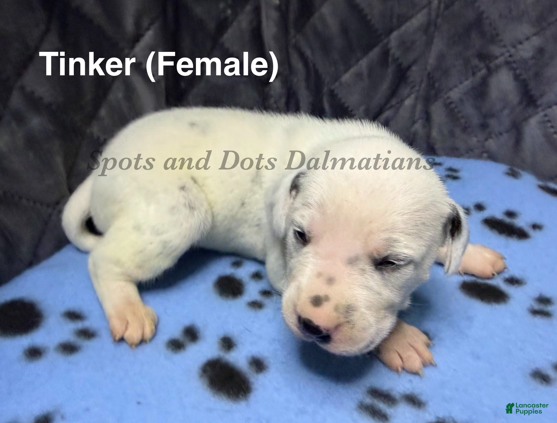 Dalmatian dogs for sale: Tinker  - Ad 1