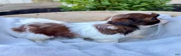 Shih Tzu dogs for sale: AKC Letti - Ad 9
