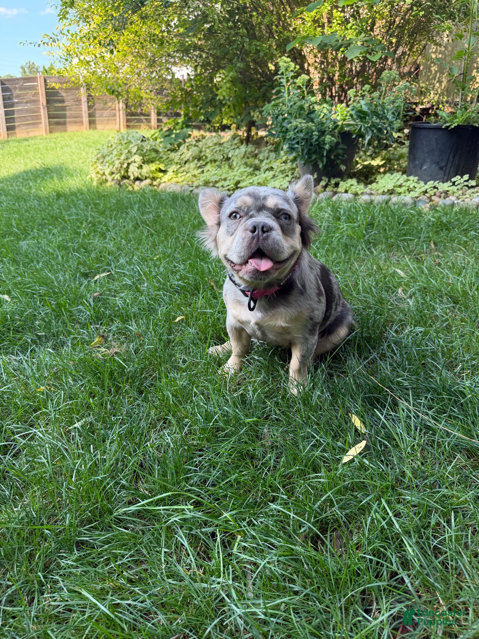 French Bulldog dogs Luna  - Ad 28