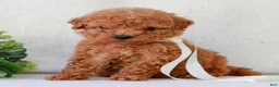 Mini Goldendoodle dogs for sale: Kyla  - Ad 1