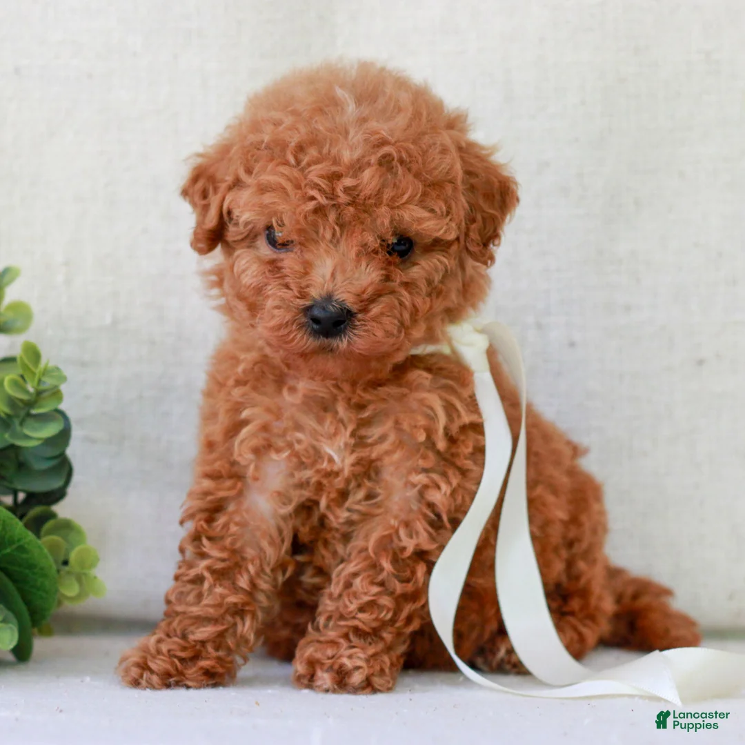 Mini Goldendoodle dogs for sale: Kyla  - Ad 1