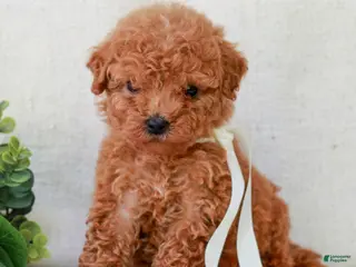 Mini Goldendoodle dogs for sale: Kyla - Ad 2