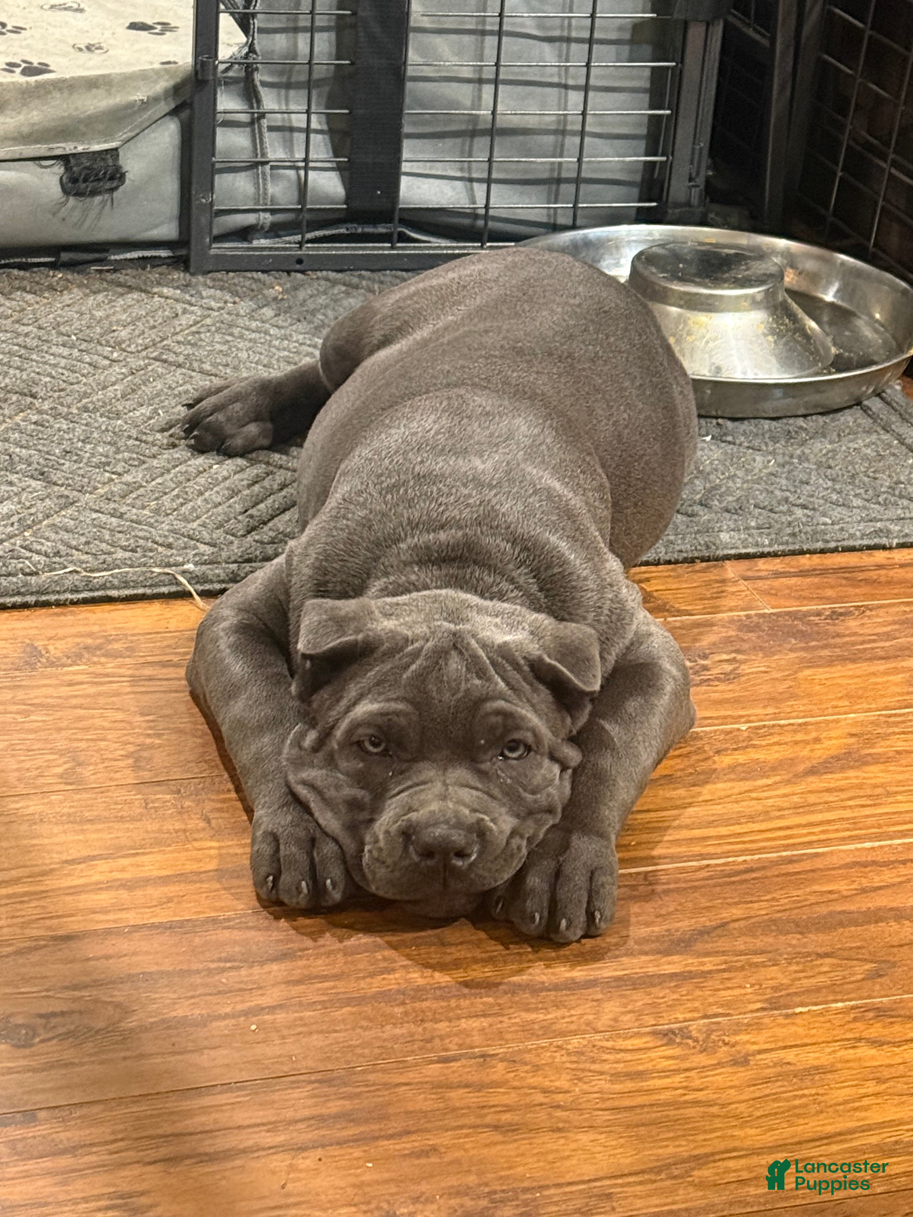 Cane Corso dogs Karma - Ad 1